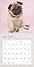 Rachael Hale Dogs 2016 Calendar