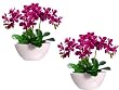 Two 15" Phalaenopsis Orchid Plant X3 in Ceramic Pot Cream