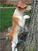 Life Sized Standing Garden Puppy Dog Statue Peeking Pooch