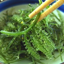 海ぶどう 徳用たっぷり1キロ、沖縄特産 生海ぶどうが茎付きだから超お得!! プチプチコリコリ海ぶどう