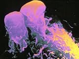 Macrophage in Lung Tissue False Color Sem Photographic Poster Print, 16x12
