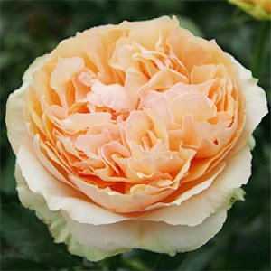 マルシェルブ　ハイブリッド・ティー　国産春苗　6号鉢植え品　国産バラ苗