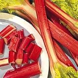 from Haddons RHUBARB - Glaskins Perpetual - Garden fruit 60 SEEDS