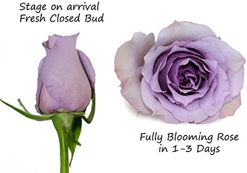 Fresh Flowers - Two Dozen Lavender Roses for Mother's Day