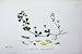 Botany Plants C1902 Lesser Yellow Trefoil Trifolium