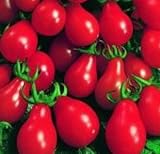 Rote Mini-Tomate in Birnenform - red Pear-Tomate - rotes Birnchen - 10 Samen