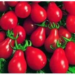 Rote Mini-Tomate in Birnenform - red Pear-Tomate - rotes Birnchen - 10 Samen
