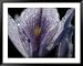 Dew-Ladened Flower Petals National Geographic Collection Framed Art Poster Print by C...