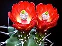Hardy Claret Cup Cactus 25 Seeds - Echinocereus