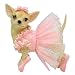 AYE CHIHUAHUA " BALLERINA"