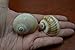 2 Pcs Shark Eye Moon and Natica Vitallus Snail Sea Shell Hermit Crab 2
