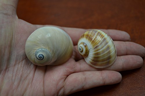 2 Pcs Shark Eye Moon and Natica Vitallus Snail Sea Shell Hermit Crab 2