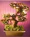 Bonsai Boy's Artificial Fiber Optic Bonsai Tree