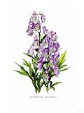 Aconitum Fischeri Art Giclee Poster Print by H.g. Moon, 18x24