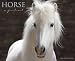 Horse A Portrait 2010 Wall Calendar
