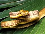 Brown Tree Snake, Boiga Irregularis Photographic Poster Print by David M. Dennis, 24x18