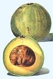 Avocado by Unknown. Size 11.40 inches width by 16.83 inches height. High Quality Art Poster Print