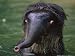 Baby Indian Elephant in Water Looking Shocked, Indian Subcontinent Photographic Poste...