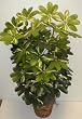 4' DOUBLE Schefflera Bush (variegated)
