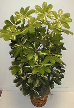 4' DOUBLE Schefflera Bush (variegated)
