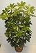 4' DOUBLE Schefflera Bush (variegated)