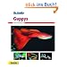 Guppys, Ihr Hobby