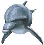 Walls of the Wild Dolphin 1