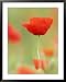 Common Poppy, Close-up of Single Flower in Arable Field, Scotland Framed Art Poster Print by Mark Hamblin, 31x39