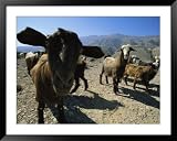 Goats at sinkhole Framed Art Poster Print by Stephen Alvarez, 49x39