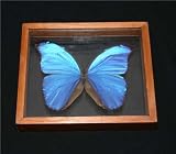 Giant Electric Blue Morpho Framed Amazon Rainforest Butterfly FB_BLUEMORPHO_060