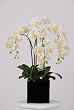 Artificial Triple-stem Phalaenopsis Orchid Arrangement Cream/yellow