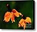 Prairie Coneflower Canvas Print / Canvas Art - Artist Terril Heilman