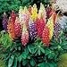 Rainbow Tutti Frutti Lupine 25+ Flower Seeds