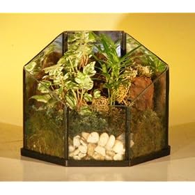 Bonsai Boy's Open TerrariumIndoor Foliage Arrangement