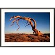 Twilight View of a Jeffrey Pine Tree (Pinus Jeffreyi) Collections Framed Photographic Poster Print by Phil Schermeister, 35x25