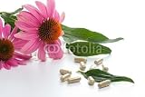 Wallmonkeys Peel and Stick Wall Decals - Echinacea Capsules - Removable Graphic