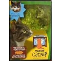 Video Catnip -- DVD
