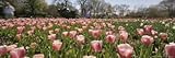 IMAGE OF Bed of Tulips Blooming in the Dallas Arboretum Premium Photographic Poster Print by Richard Nowitz, 60x20