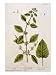 Balm, Plate 27 from A Curious Herbal, Published 1782 Art Giclee Poster Print by Elizabeth Blackwell, 18x24