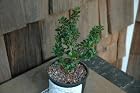 Ilex Crenata Dwarf Pagoda - Japanese Holly Tree