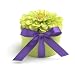 Bloembox Original: Zinnia in Gift Box