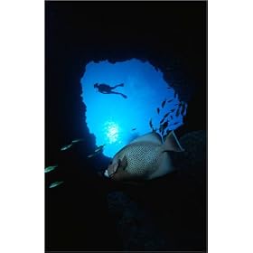 photographie One of Angelfish Blue Hole's semi-tame mascots, a grey angelfish (Pomacanthus arcuat...
