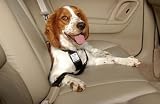 Pet Car Harness