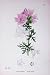 Botany Plants C1902 Musk Mallow Malva Moschata Flower