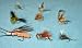 Sporting Goods : Western Dry Fly Assortment--54 Flies