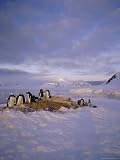 Gentoo Penguin Rookery, Antarctic Peninsula, Antarctica Photographic Poster Print by Geoff Renner, 24x32