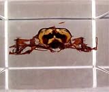 Palmetto Bug Specimen In Lucite Cockroach Insect