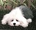   - Plush Lou Rankin Higgins English Sheepdog 15