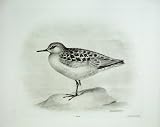 1909 The Knot Tringa Canutus Linnaeus Male Bird Plate