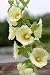 Hollyhock - 36